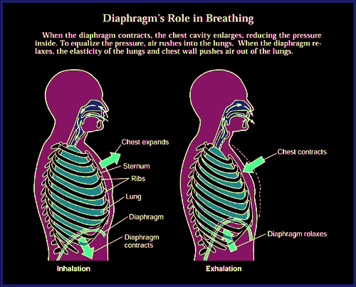 Figure 2 shows normal physiology of breathing and diaphragmatic contraction,