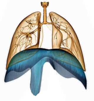 Figure 4 showing bilateral diaphragmatic paralysis. The diaphragm becomes floppy and moves inside the chest.