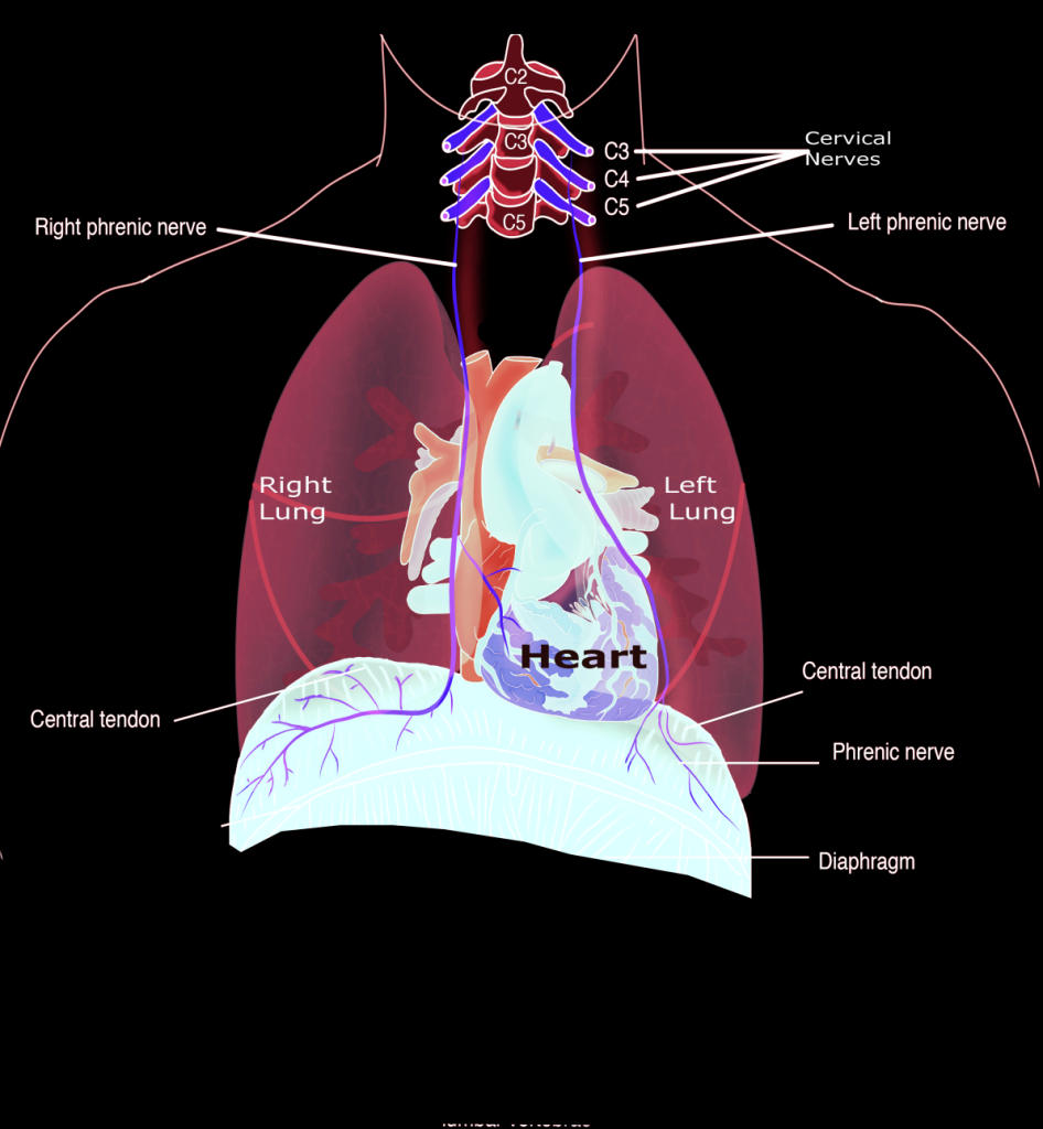 Figure 3 showing course of phrenic nerve from the neck to the diaphragm.