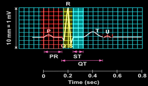 The P wave and QRS complex